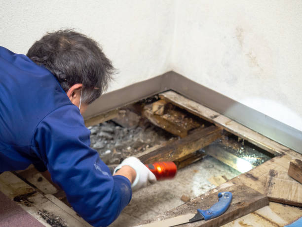 Best Crawl Space Mold Removal  in Beechwood, MI