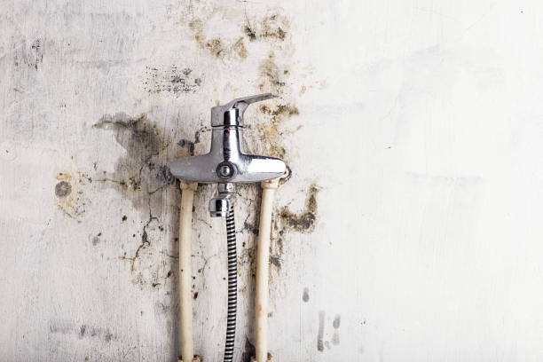 Best Affordable Mold Removal  in Beechwood, MI
