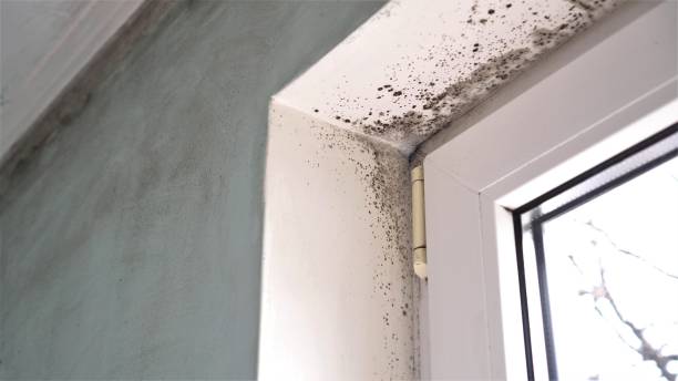 Best Mold Testing  in Beechwood, MI