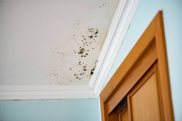 Best Commercial Mold Removal  in Beechwood, MI