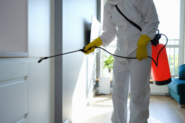 Best Local Mold Removal Service  in Beechwood, MI