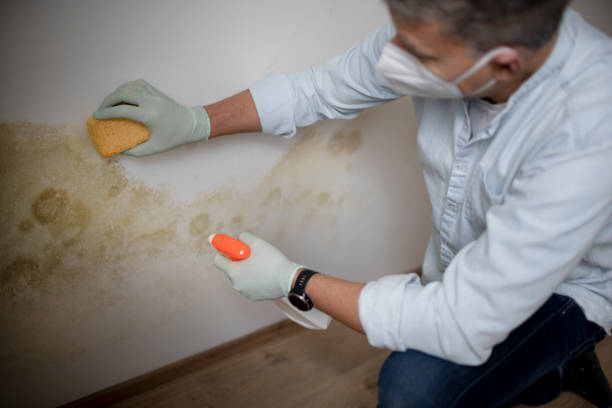 Best Affordable Mold Removal  in Beechwood, MI