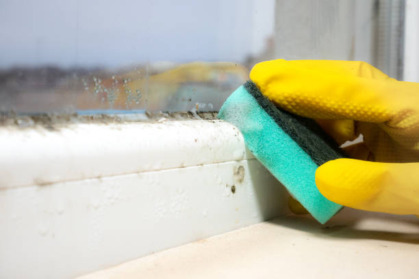 Best Mold Cleaning Services  in Beechwood, MI