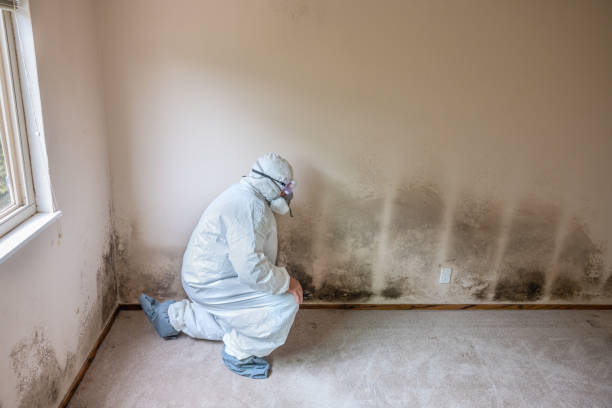 Best Attic Mold Removal  in Beechwood, MI