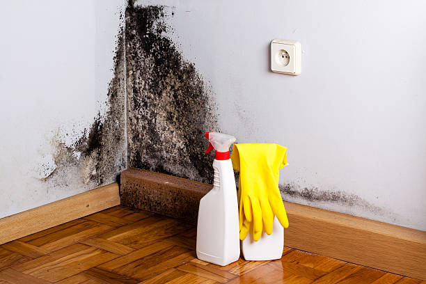 Best Professional Mold Removal  in Beechwood, MI