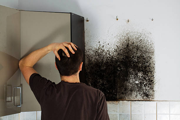 Best Home Mold Removal  in Beechwood, MI