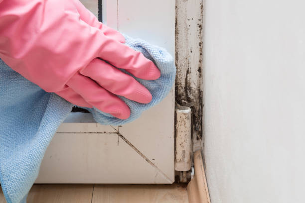 Best Fast Mold Removal  in Beechwood, MI