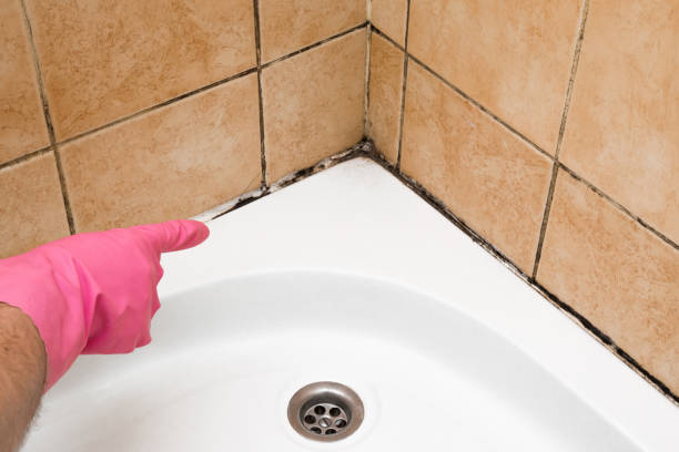 Best Mold Removal Process  in Beechwood, MI